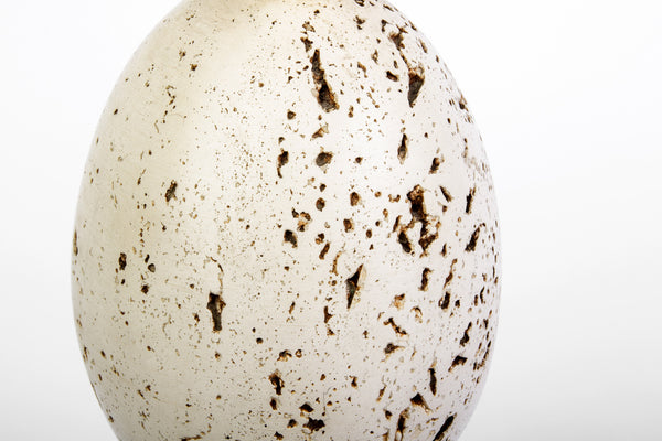 Stunning 1970's Travertine Ostrich Egg Table Lamp